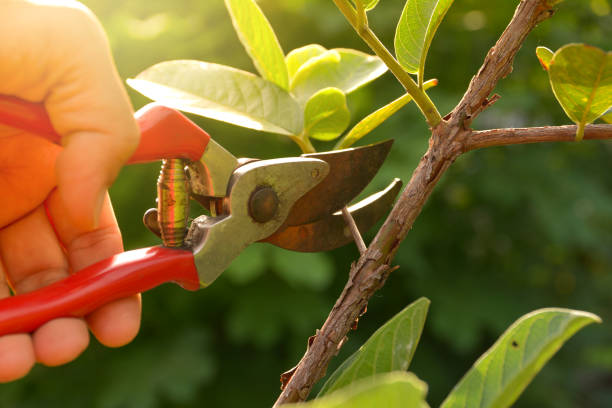 How Our Tree Care Process Works  in  Thiells, NY